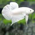 Solid Platinum White HMPK Betta Fish Male #01