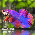 Multicolor Candy JUMBO GIANT HMPK Betta Fish Male