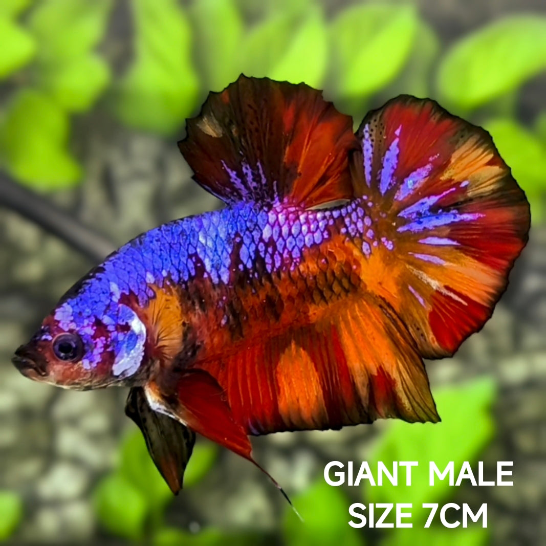 Multicolor Galaxy JUMBO GIANT HMPK Betta Fish Male