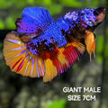 Multicolor JUMBO GIANT HMPK Betta Fish Male