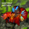 Multicolor Koi Tiger JUMBO GIANT HMPK Betta Fish Male