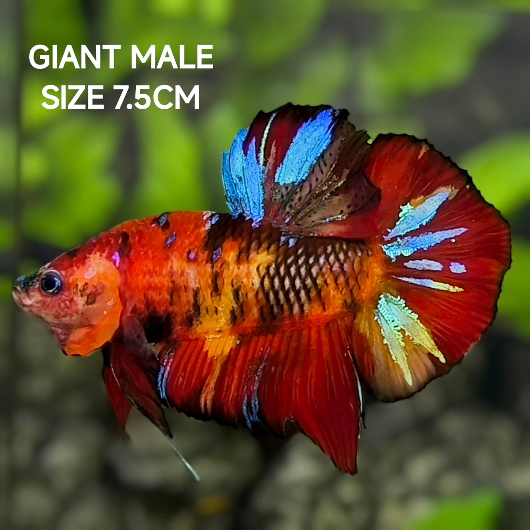 Multicolor Koi Tiger JUMBO GIANT HMPK Betta Fish Male