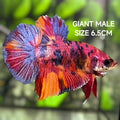 Multicolor Purple Candy JUMBO GIANT HMPK Betta Fish Male