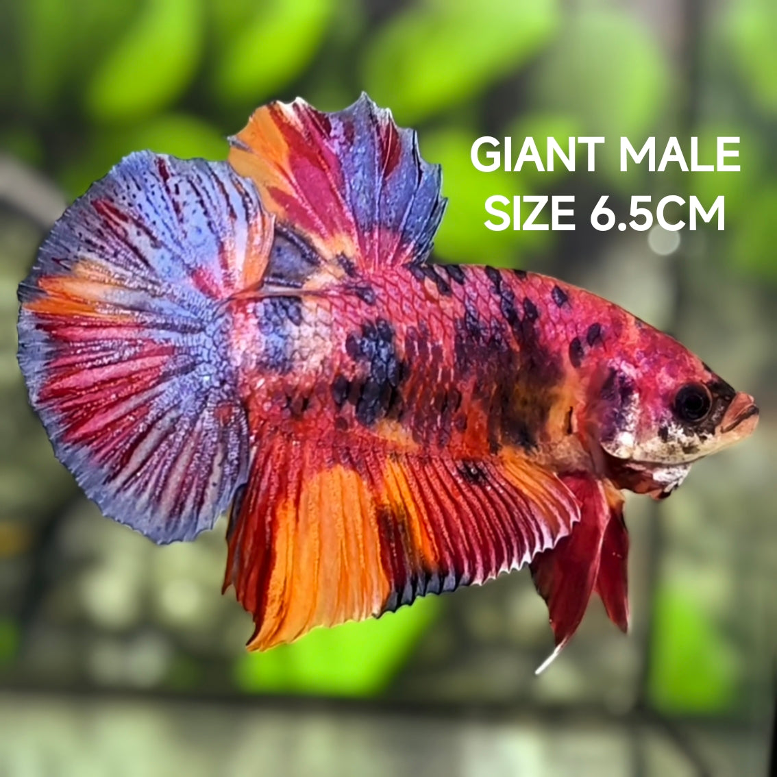 Multicolor Purple Candy JUMBO GIANT HMPK Betta Fish Male