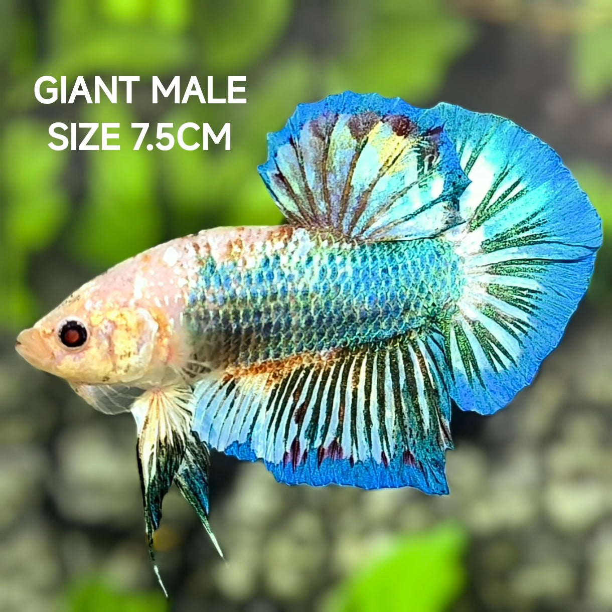 Turquoise Fancy JUMBO GIANT HMPK Betta Fish Male
