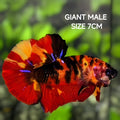 Koi Tiger JUMBO GIANT HMPK Betta Fish Male