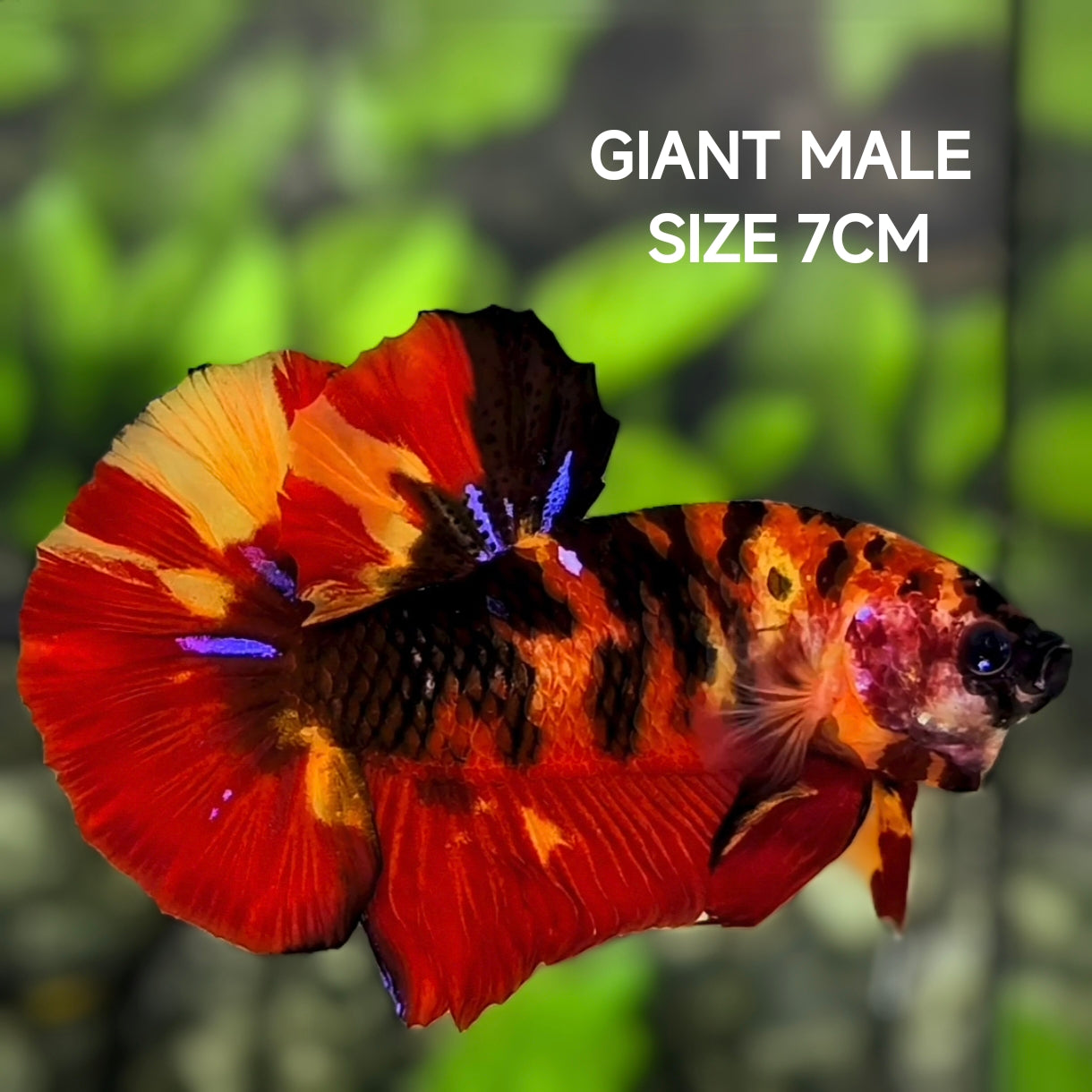 Koi Tiger JUMBO GIANT HMPK Betta Fish Male