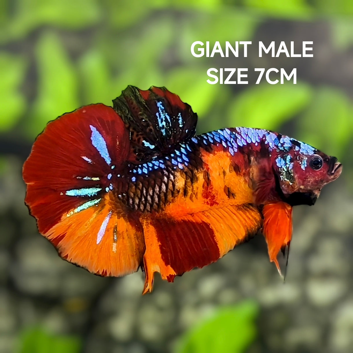 Multicolor Galaxy JUMBO GIANT HMPK Betta Fish Male
