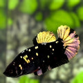 Avatar Blackstar Copper Gold HMPK Betta Fish Female For Sorority / Breed