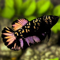 Avatar Blackstar Copper Gold HMPK Betta Fish Female For Sorority / Breed