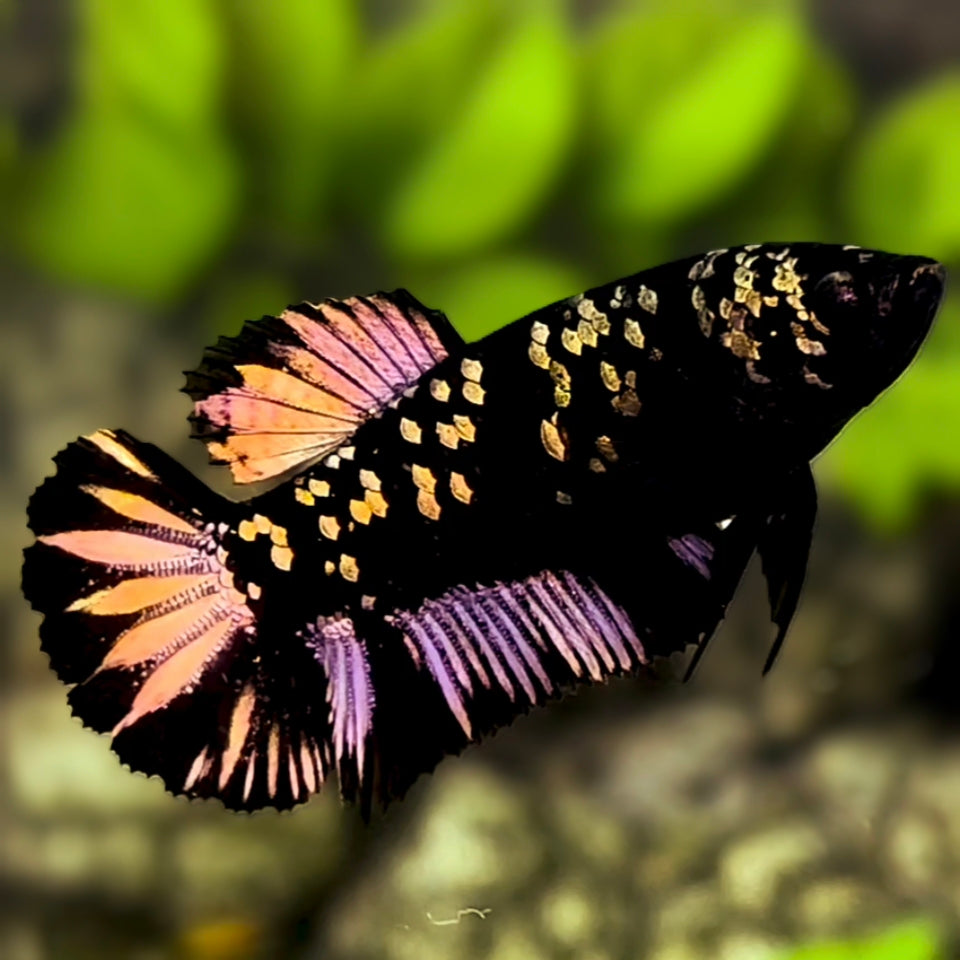 Avatar Blackstar Copper Gold HMPK Betta Fish Female For Sorority / Breed