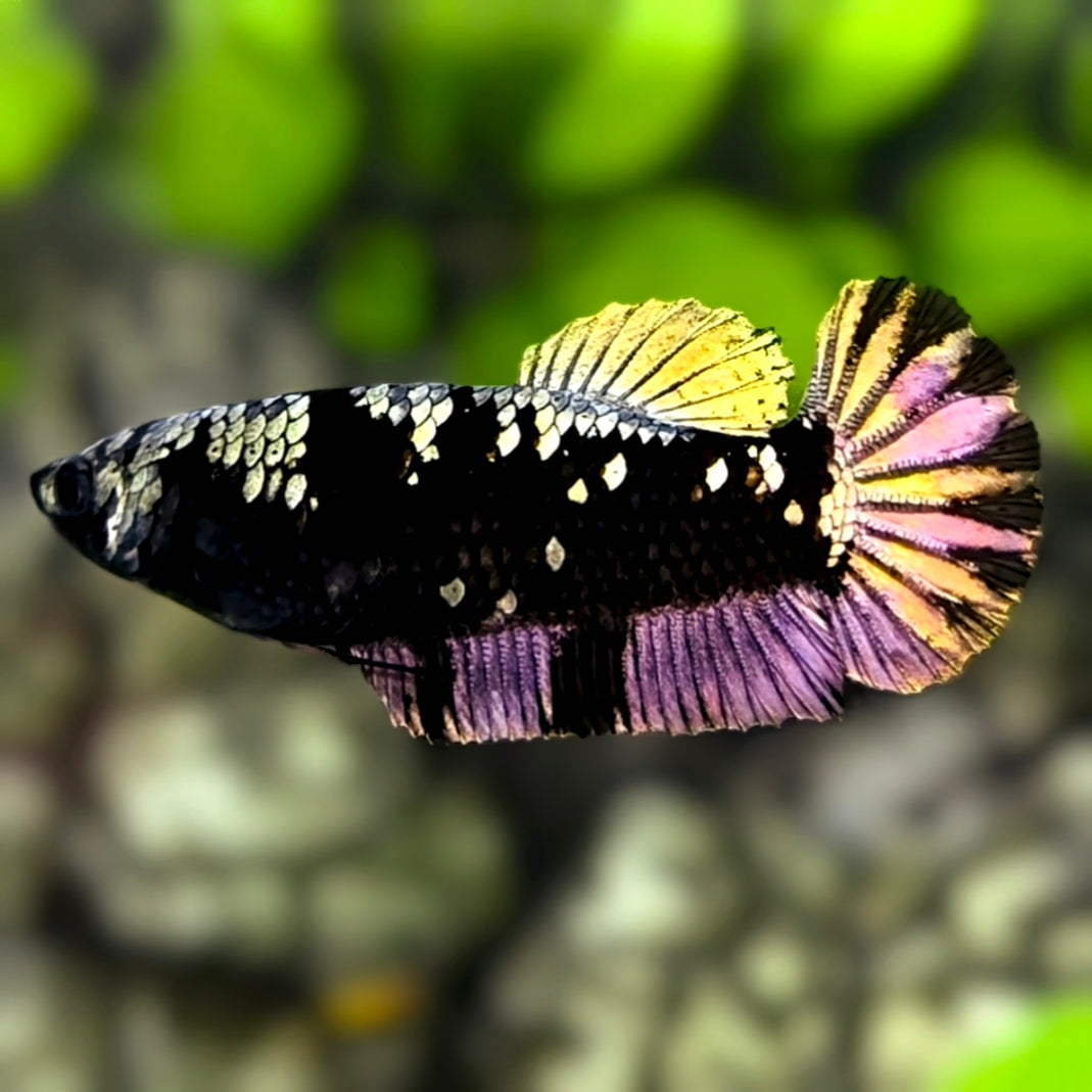 Avatar Blackstar Copper Gold HMPK Betta Fish Female For Sorority / Breed