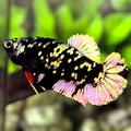 Avatar Blackstar Copper Gold HMPK Betta Fish Female For Sorority / Breed