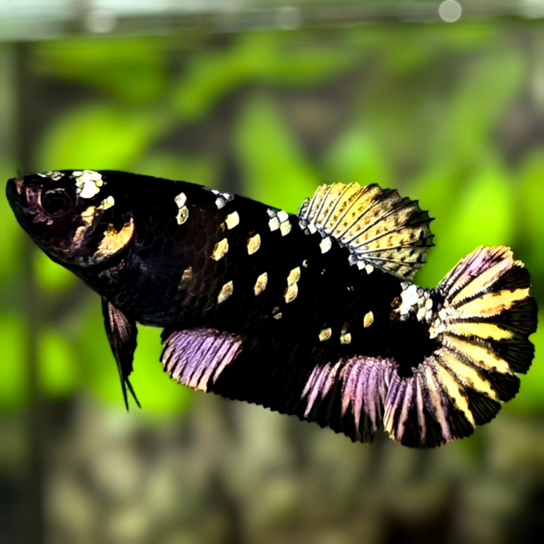 Avatar Blackstar Copper Gold HMPK Betta Fish Female For Sorority / Breed