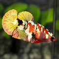 Red Koi Copper Gold Galaxy HMPK Betta Fish Female For Sorority / Breed #RKC