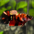 Red Koi Tiger Copper Gold Galaxy HMPK Betta Fish Female For Sorority / Breed #RKC