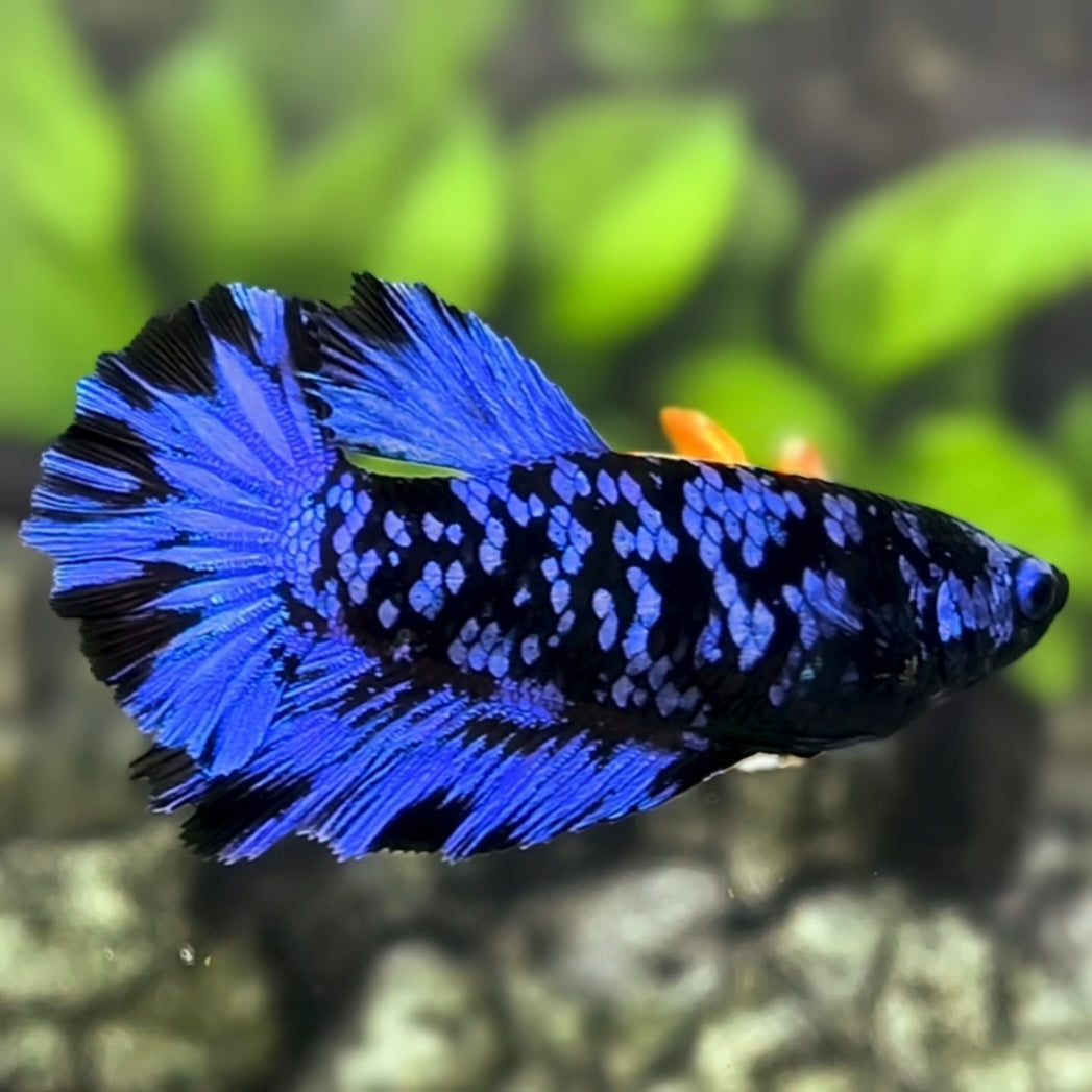 Avatar Blackstar Blue Halfmoon Betta Fish Female For Sorority / Breed