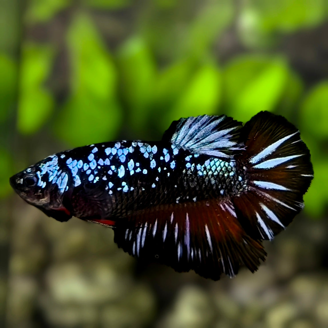 Avatar Blackstar Grey Halfmoon Betta Fish Female For Sorority / Breed