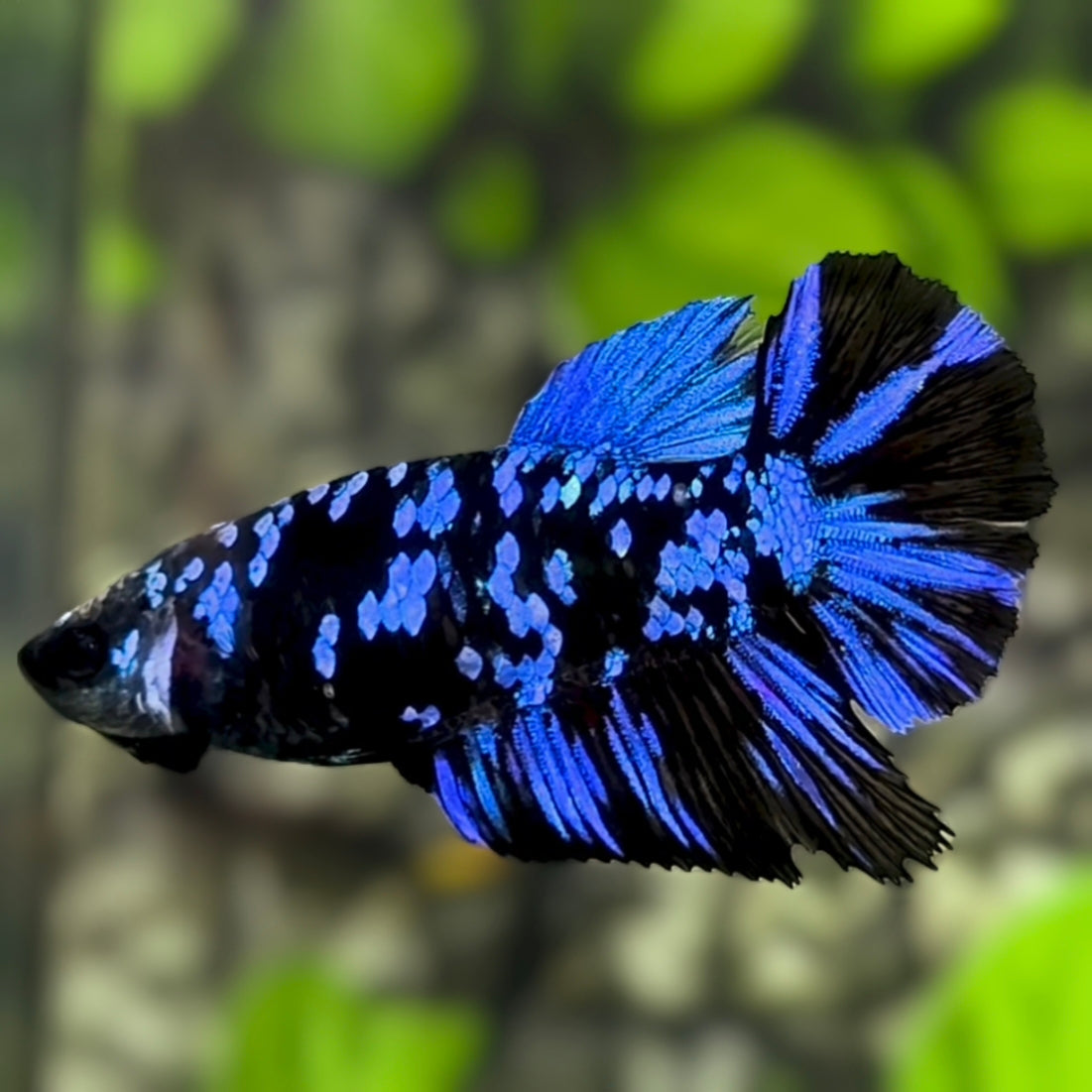 Avatar Blackstar Blue Halfmoon Betta Fish Female For Sorority / Breed