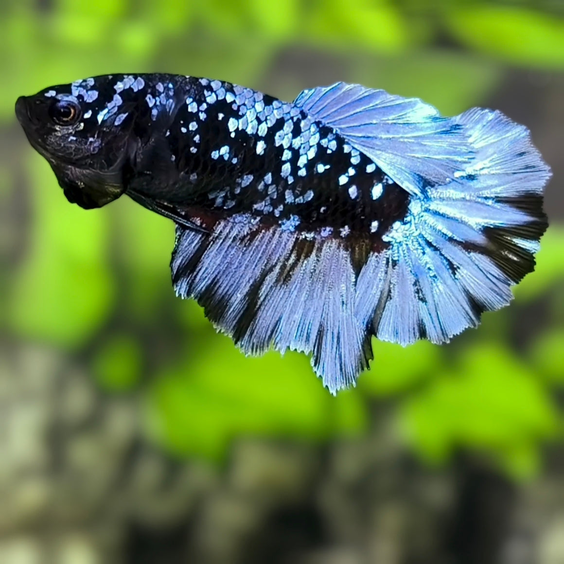 Avatar Blackstar Grey Halfmoon Betta Fish Female For Sorority / Breed
