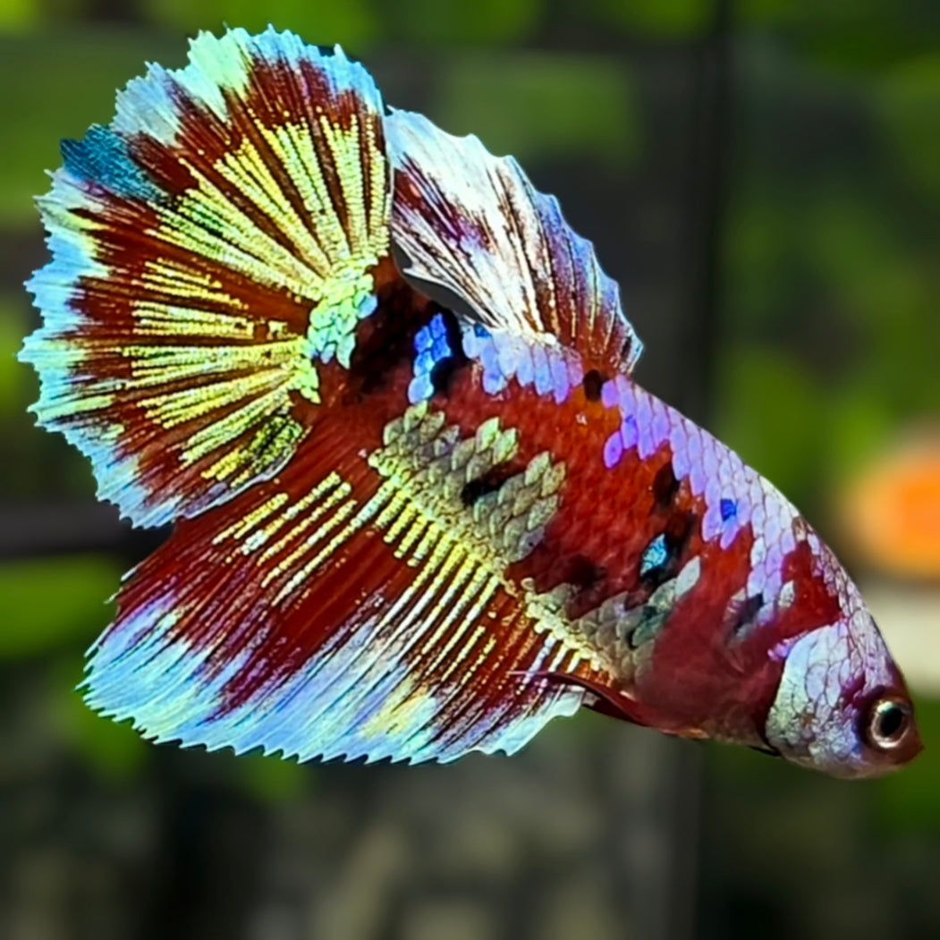 Red Barongsai Galaxy Halfmoon Betta Fish Female For Sorority / Breed