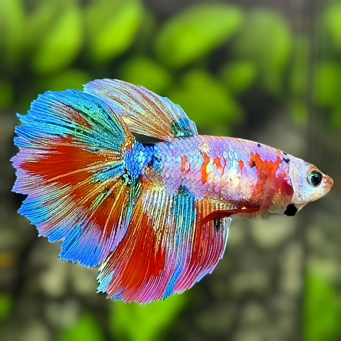 Multicolor Candy Halfmoon Betta Fish Female For Sorority / Breed