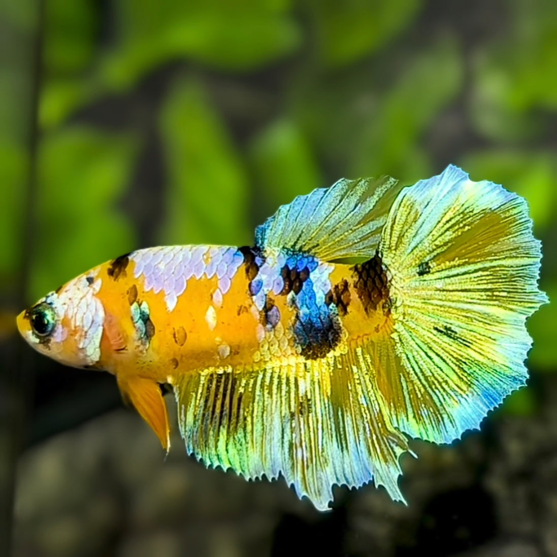 Yellow Koi Gold Galaxy Halfmoon Betta Fish Female For Sorority / Breed #YKG