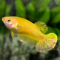 Solid Super Gold 24K HMPK Betta Fish Female For Sorority / Breed