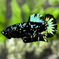 Avatar Blackstar Nebula Green HMPK Betta Fish Female For Sorority / Breed