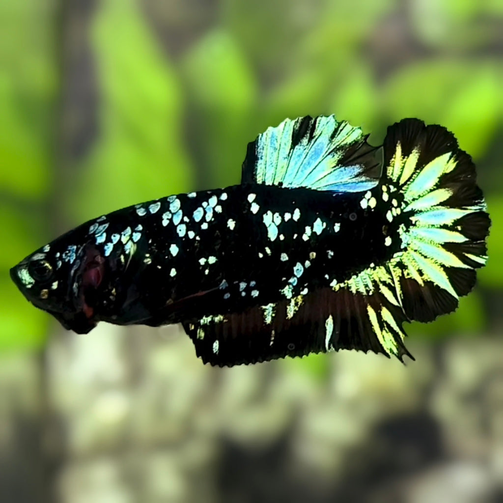 Avatar Blackstar Nebula Green HMPK Betta Fish Female For Sorority / Breed
