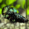 Avatar Blackstar Nebula Green HMPK Betta Fish Female For Sorority / Breed