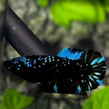 Avatar Blackstar Nebula Turquoise HMPK Betta Fish Female For Sorority / Breed