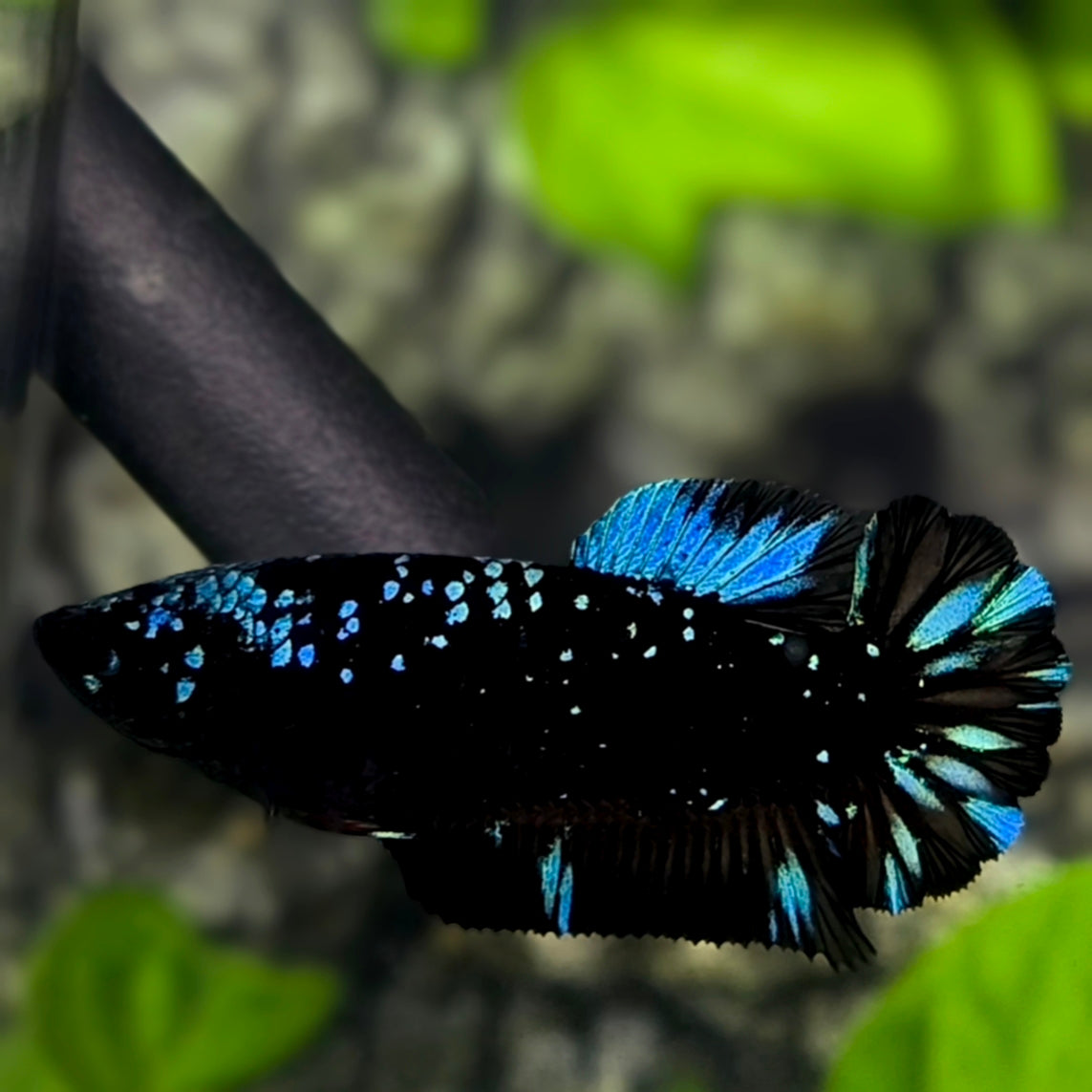 Avatar Blackstar Nebula Turquoise HMPK Betta Fish Female For Sorority / Breed