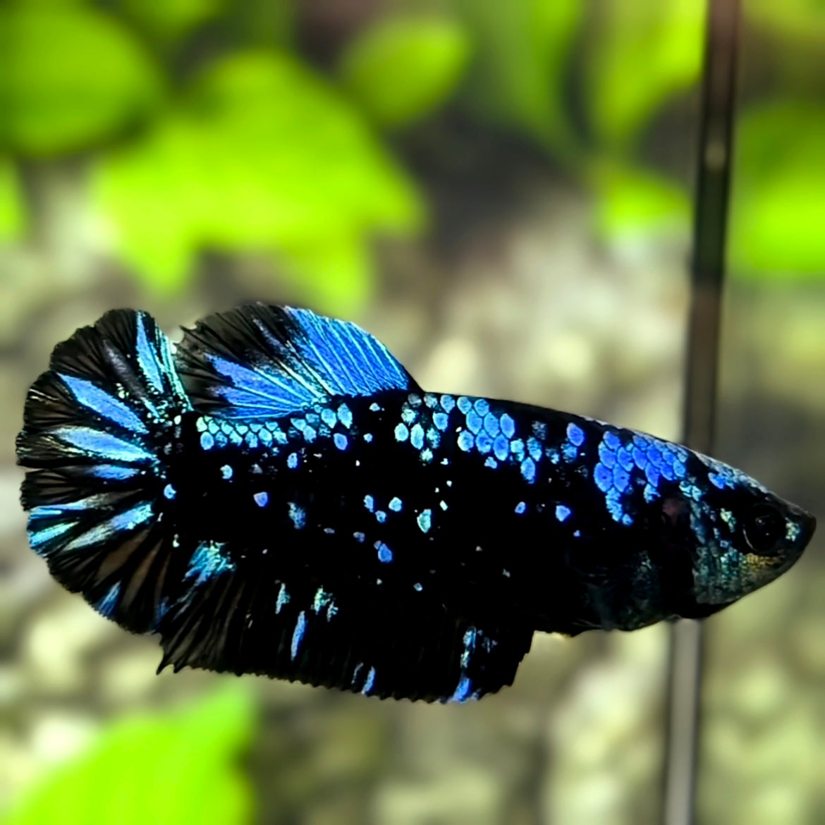 Avatar Blackstar Nebula Turquoise HMPK Betta Fish Female For Sorority / Breed