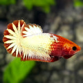 Red Head Fancy Copper Startail Over HMPK Betta Fish Female For Sorority / Breed