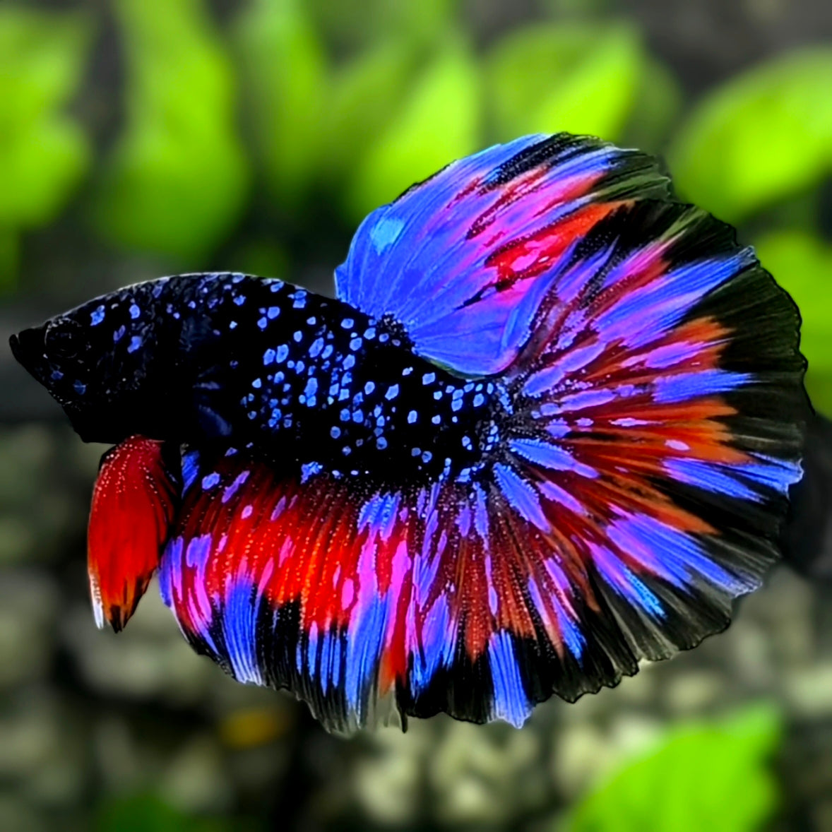 Avatar Blackstar Blue Red Halfmoon Betta Fish Male