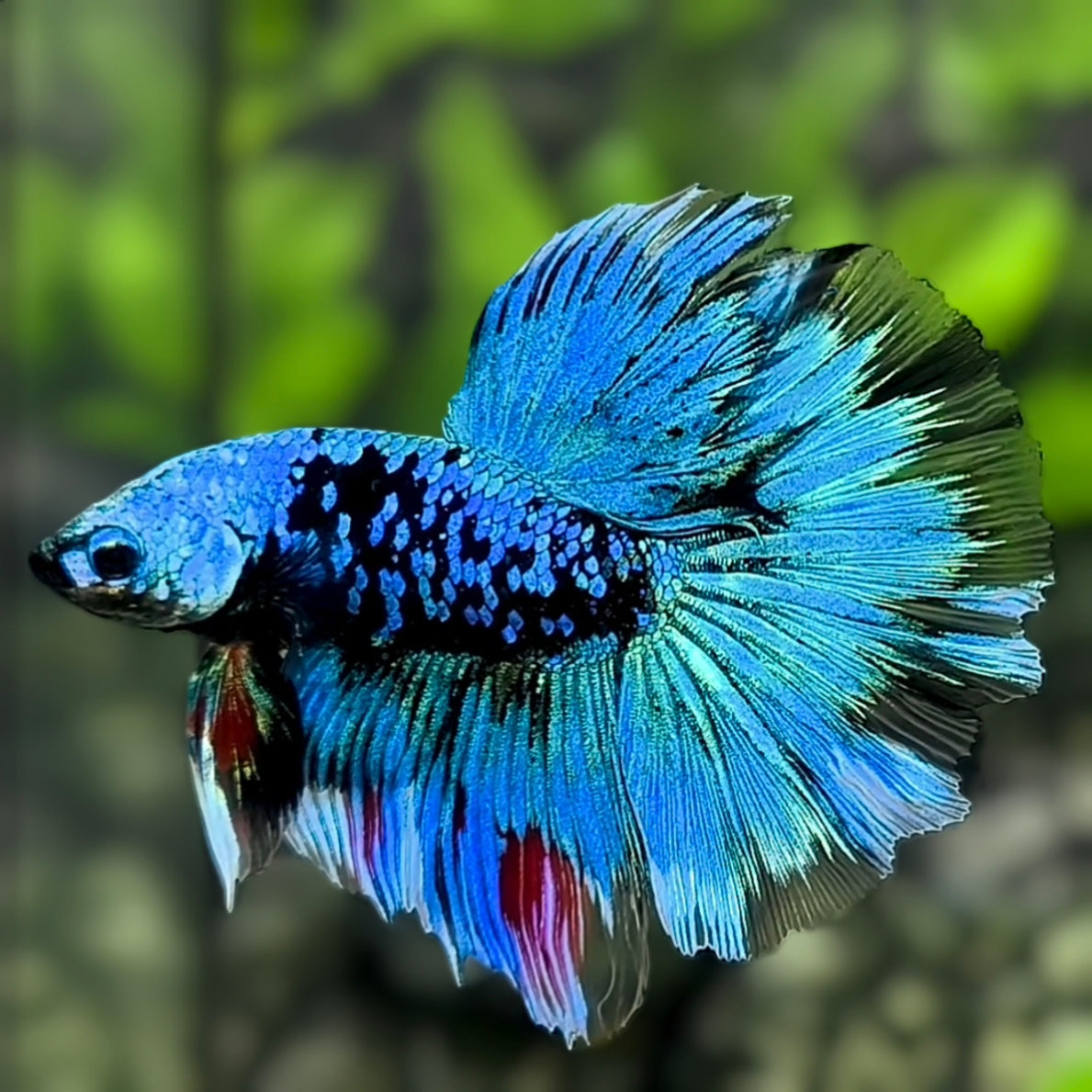 Avatar Turquoise Halfmoon Betta Fish Male