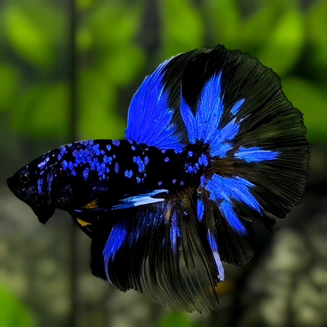 Avatar Blackstar Blue Halfmoon Betta Fish Male