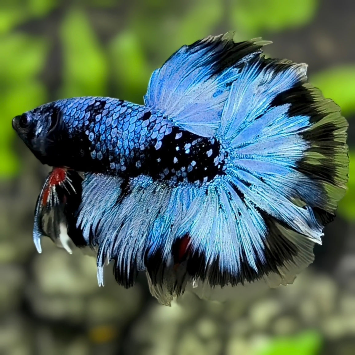 Avatar Grey Over Halfmoon Betta Fish Male