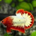 Red Head Fancy Copper Over HMPK Betta Fish Male