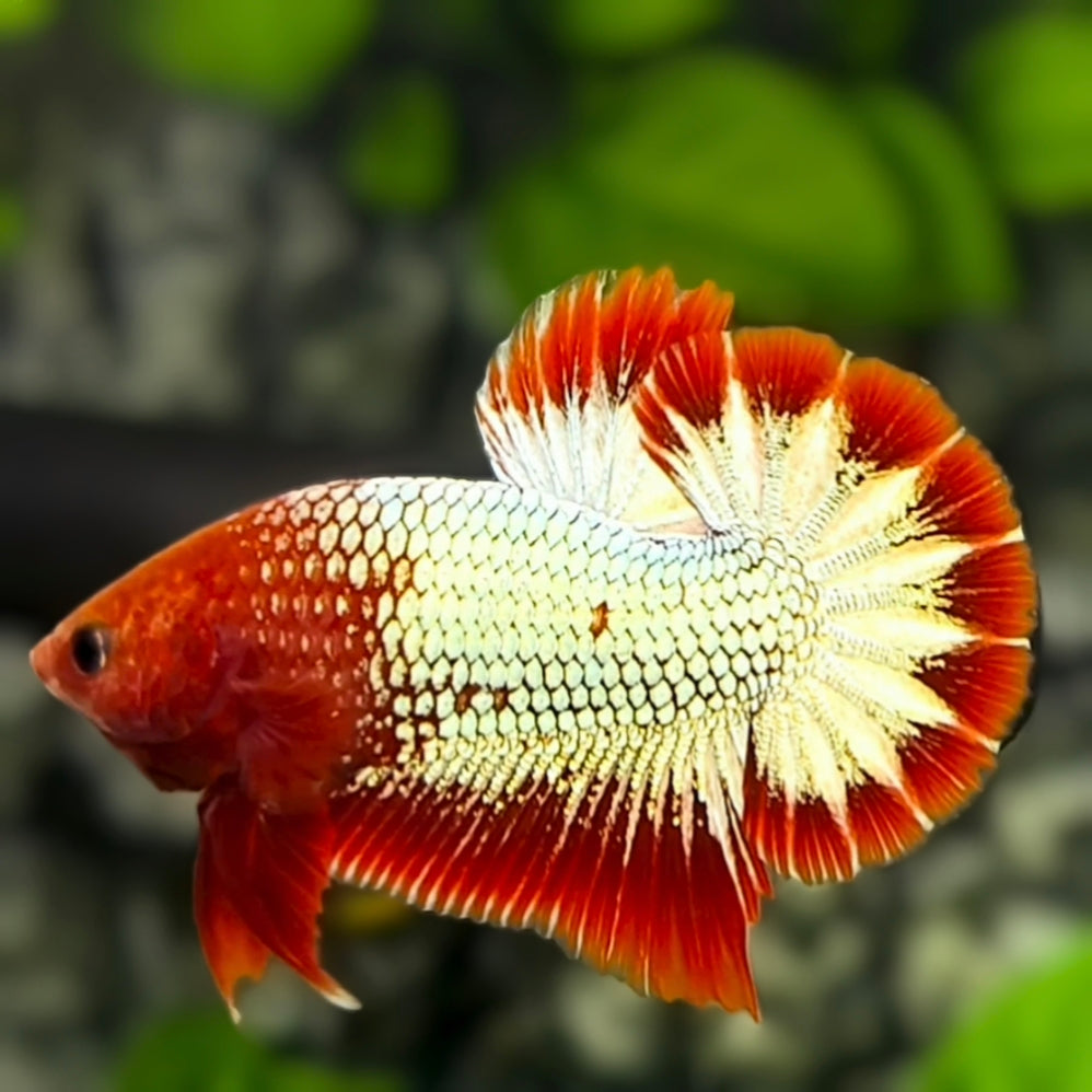 Red Head Fancy Copper Over HMPK Betta Fish Male