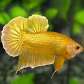 Solid Super Gold 24K HMPK Betta Fish Male #2