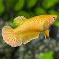 Solid Super Gold 24K HMPK Betta Fish Female For Sorority / Breed #2