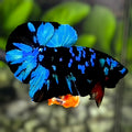 Avatar Blackstar Turquoise HMPK Betta Fish Male