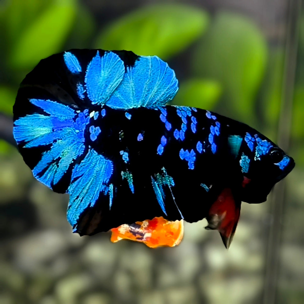 Avatar Blackstar Turquoise HMPK Betta Fish Male