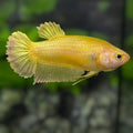 Solid Super Gold 24K HMPK Betta Fish Female For Sorority / Breed #1