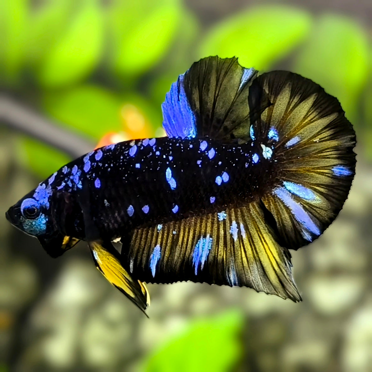 Avatar Blackstar Purple Mustard Nebula HMPK Betta Fish Male