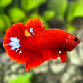 Red Hellboy HMPK Betta Fish Male