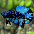 Avatar Blackstar Turquoise HMPK Betta Fish Male