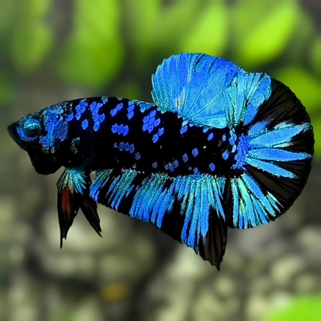 Avatar Blackstar Turquoise HMPK Betta Fish Male